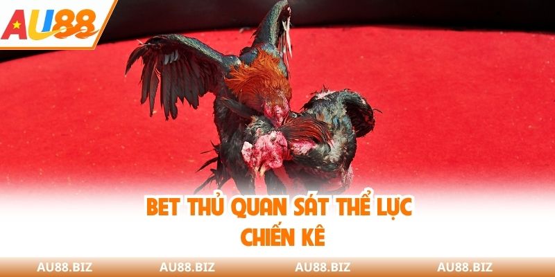 Bet thủ quan sát thể lực chiến kê
